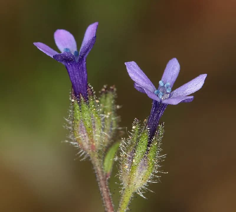 Photo of Allophyllum gilioides