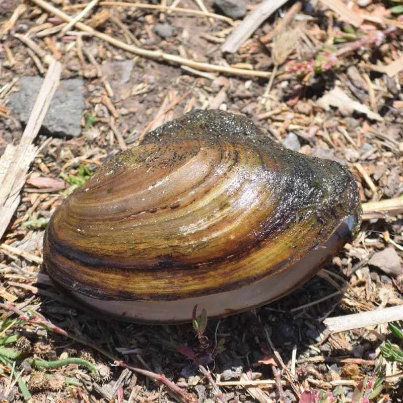 Photo of Anodonta nuttalliana