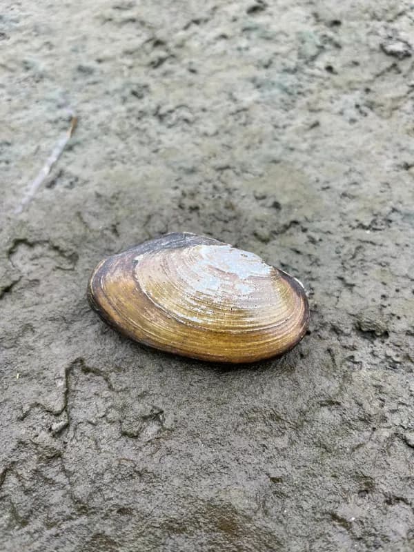 Photo of Anodonta oregonensis
