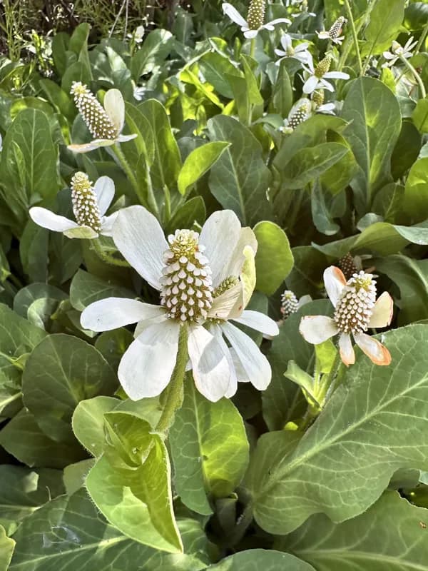 Photo of Anemopsis californica