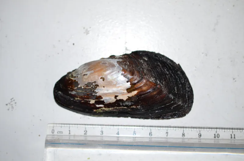 Photo of Gonidea angulata