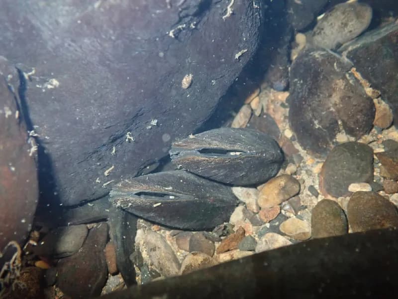 Photo of Margaritifera falcata