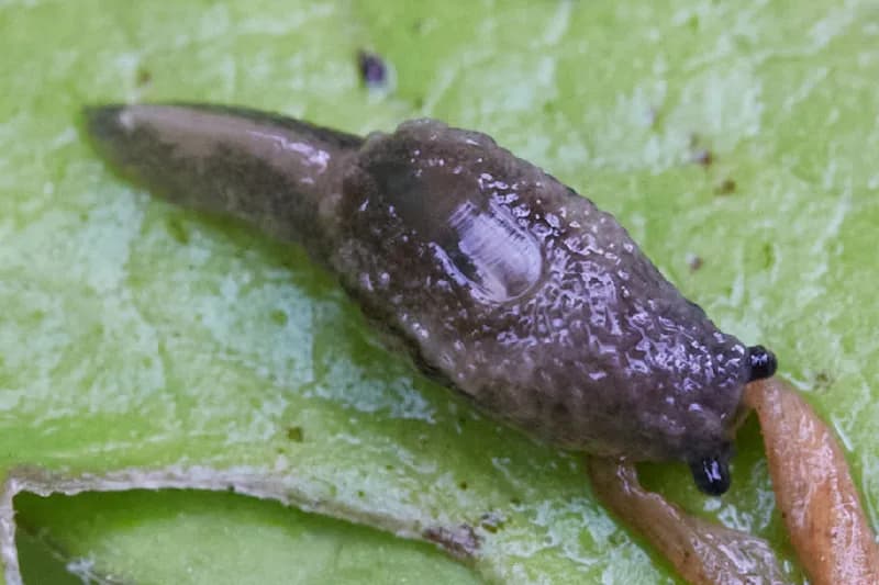 Photo of Hemphillia glandulosa