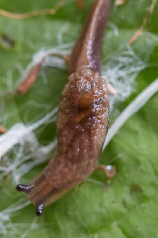 Photo of Hemphillia malonei