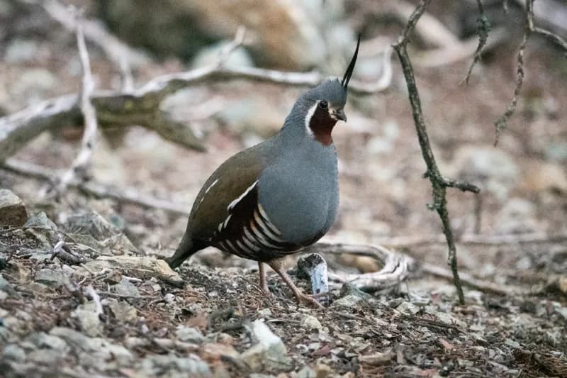 Photo of Oreortyx pictus