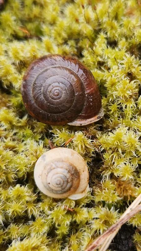 Photo of Cryptomastix devia