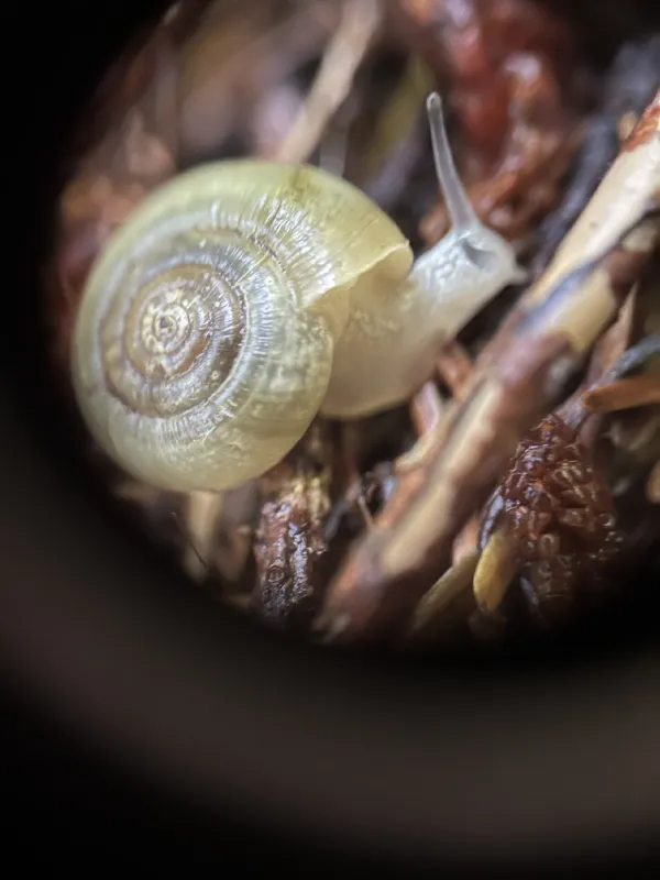 Photo of Megomphix hemphilli