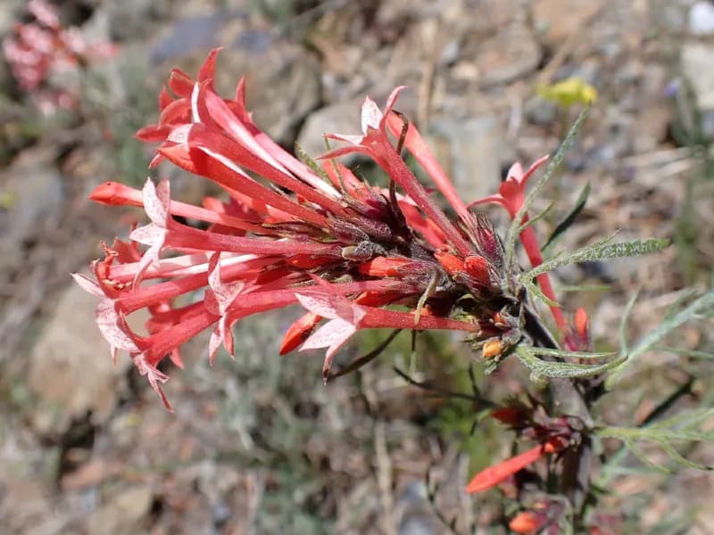 Photo of Ipomopsis tenuituba