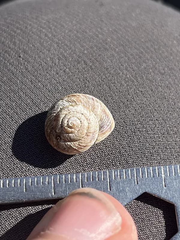 Photo of Oreohelix strigosa delicata