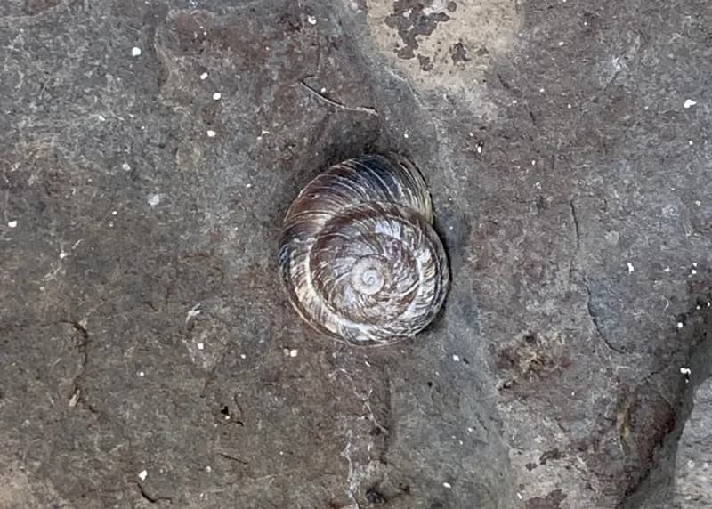 Photo of Oreohelix variabilis