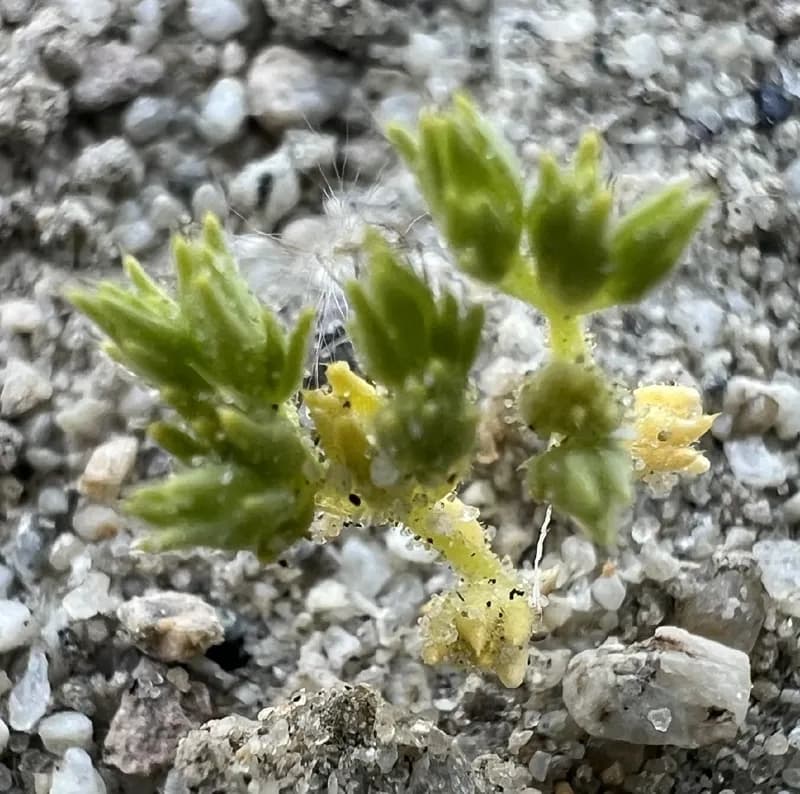 Photo of Loeflingia squarrosa