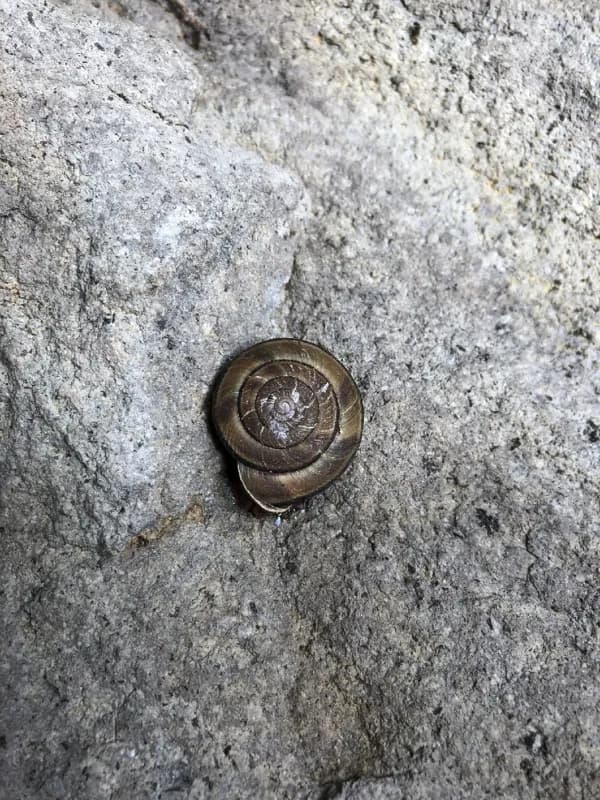 Photo of Monadenia fidelis minor