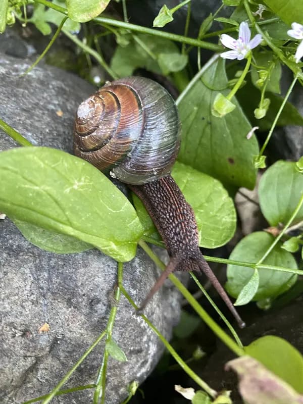Photo of Monadenia fidelis flava