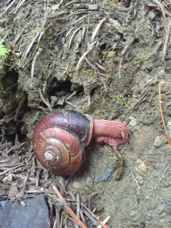 Photo of Monadenia fidelis celeuthia