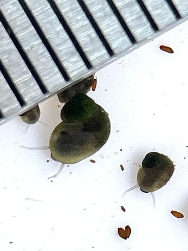 Photo of Fluminicola turbiniformis