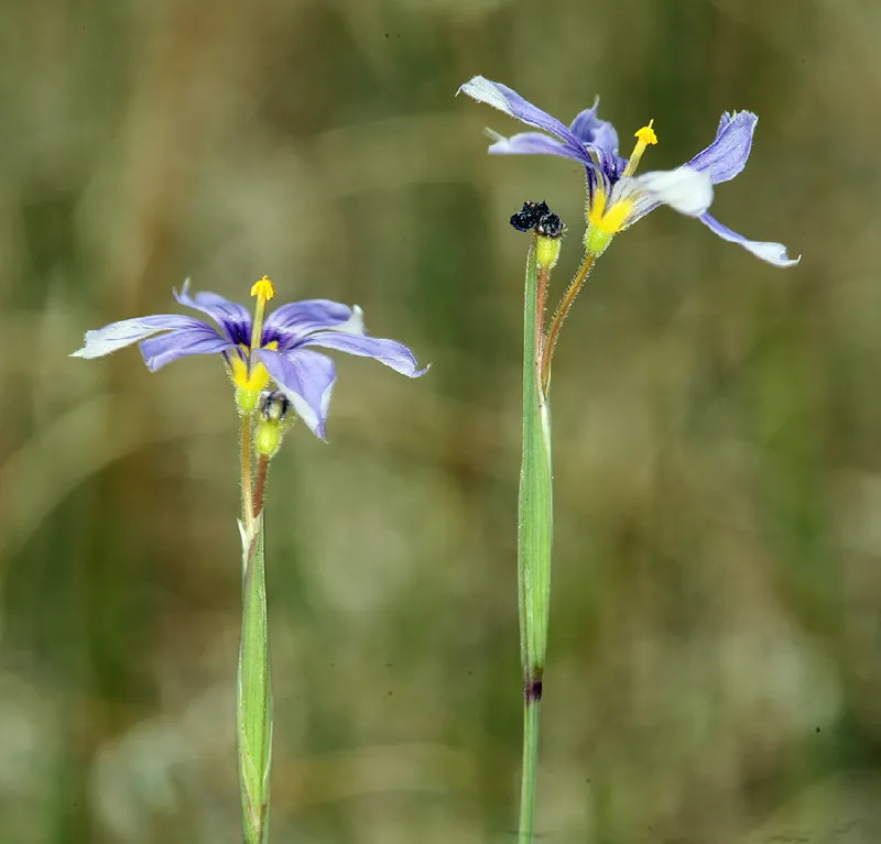 Photo of Sisyrinchium halophilum