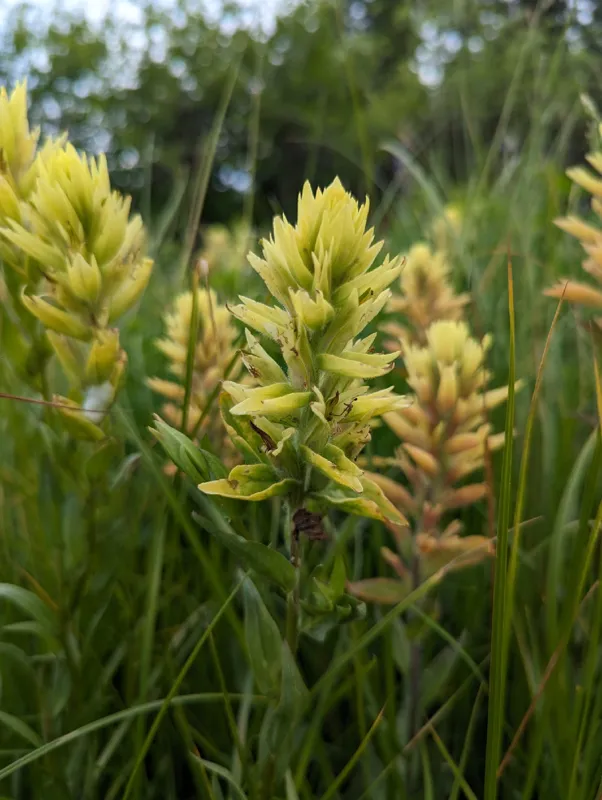 Photo of Castilleja septentrionalis