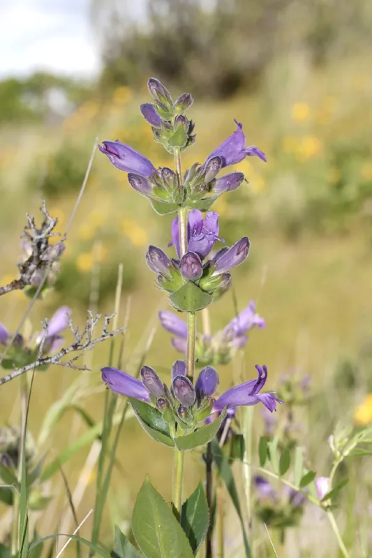 Photo of Penstemon glandulosus var. chelanensis