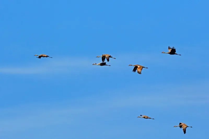 Photo of Antigone canadensis canadensis