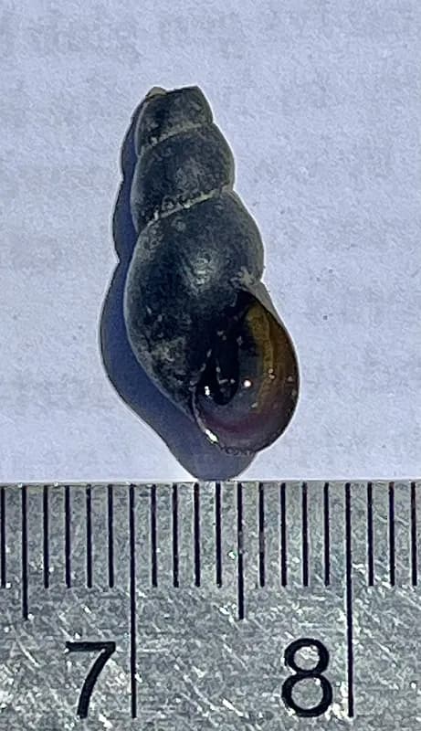 Photo of Juga caerulea