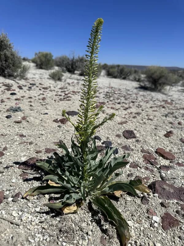 Photo of Stanleya viridiflora