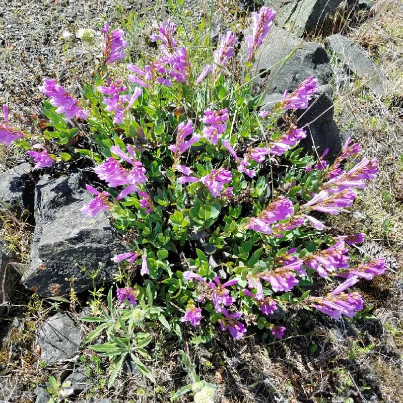 Photo of Penstemon acuminatus var. acuminatus