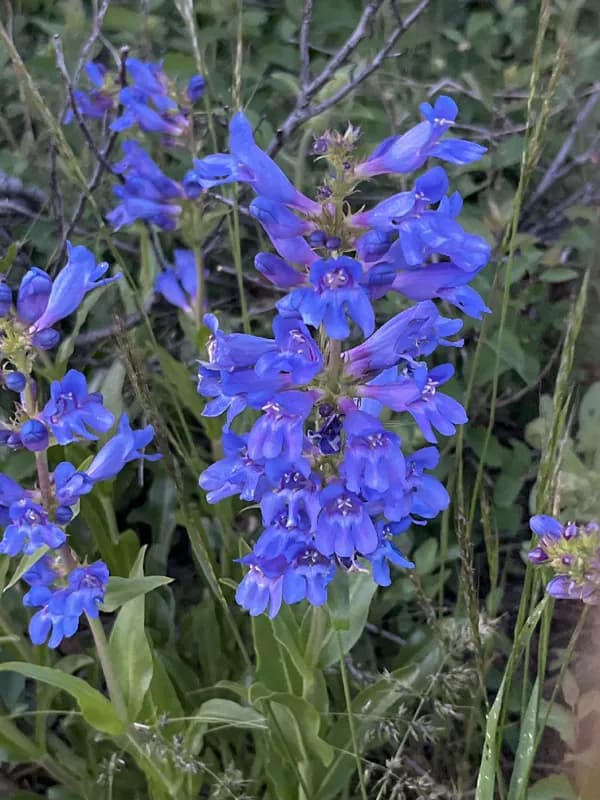 Photo of Penstemon pennellianus