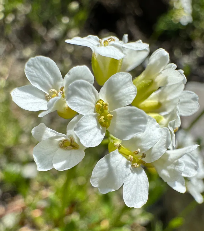 Photo of Arabis furcata