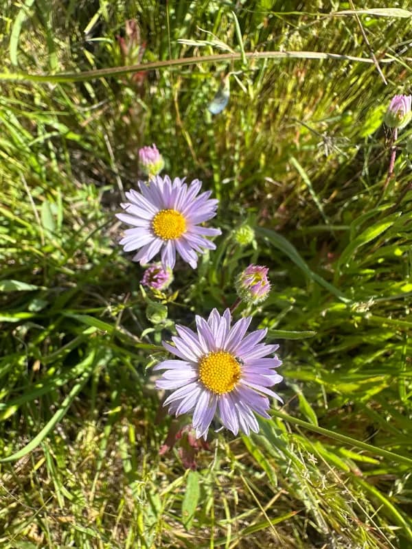 Photo of Erigeron decumbens