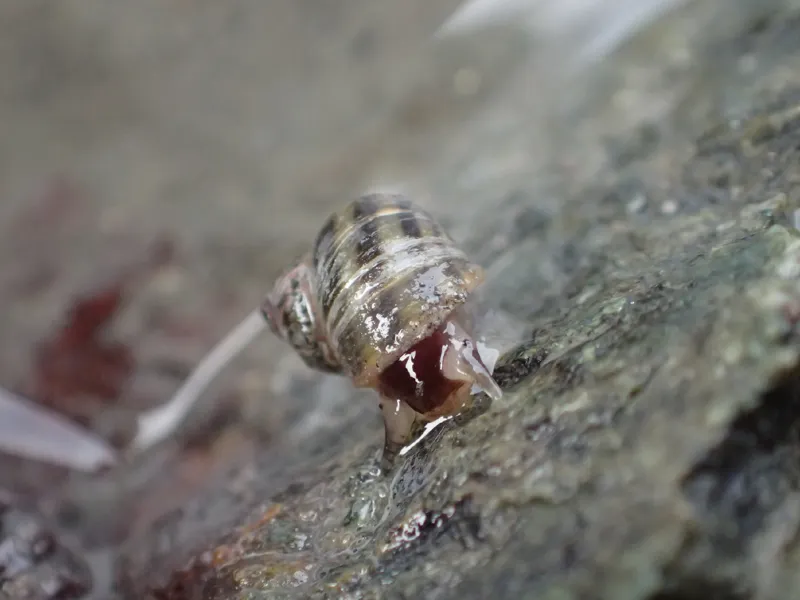 Photo of Littorina subrotundata