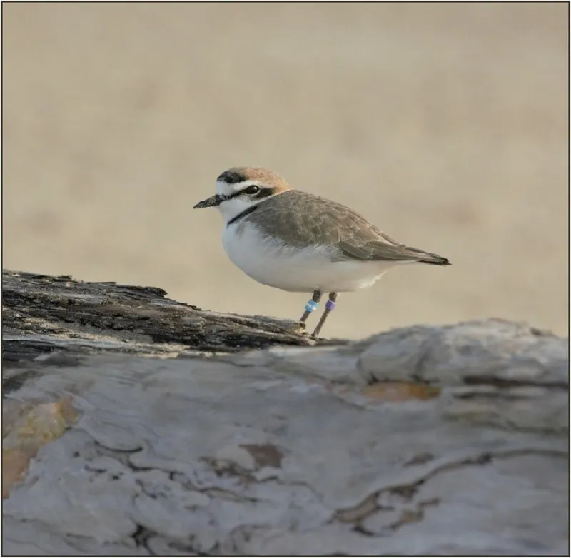 Photo of Anarhynchus nivosus nivosus