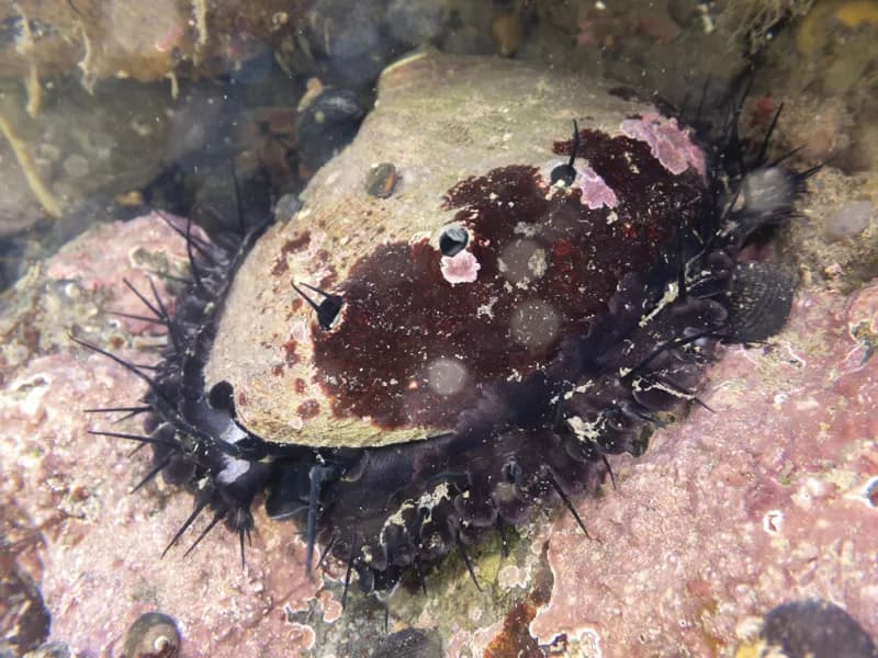 Photo of Haliotis rufescens