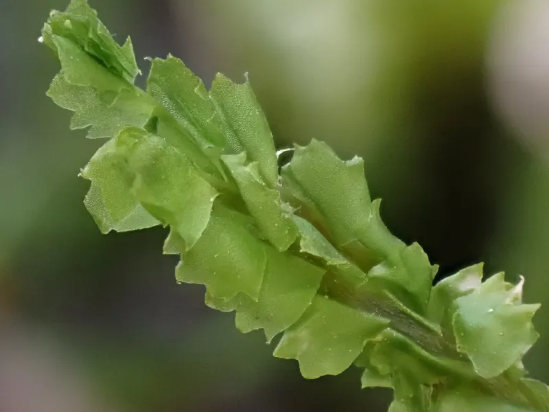 Photo of Barbilophozia barbata