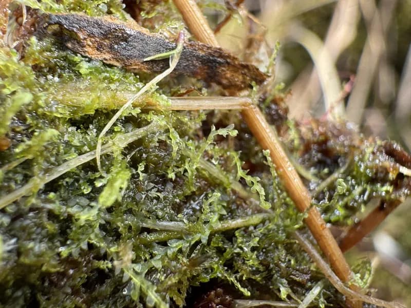 Photo of Calypogeia sphagnicola