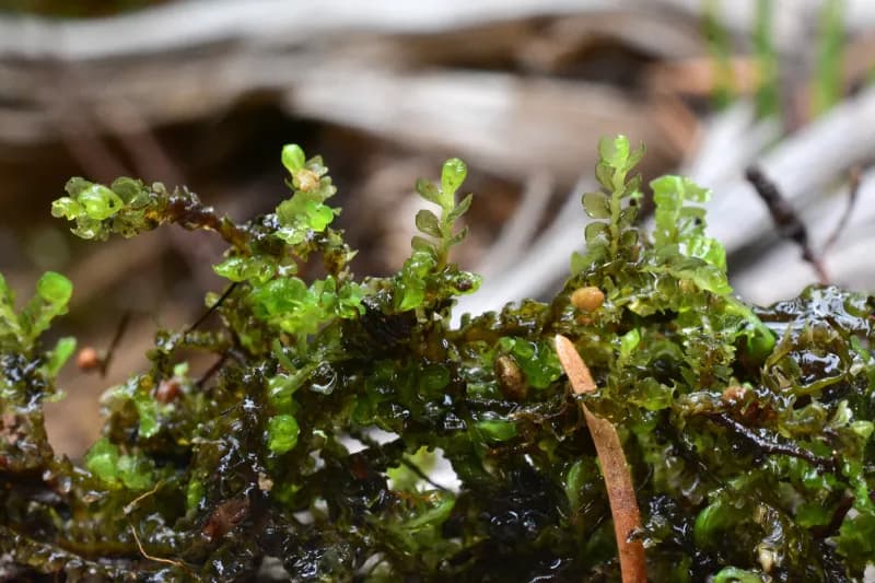 Photo of Rivulariella gemmipara