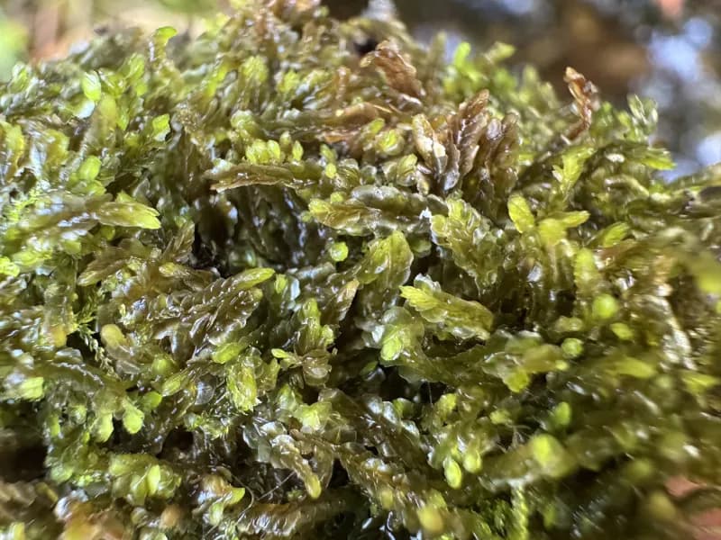 Photo of Harpanthus flotovianus