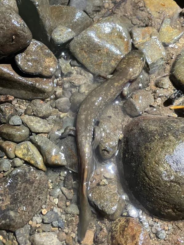 Photo of Dicamptodon copei
