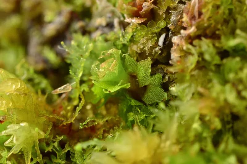 Photo of Heterogemma laxa