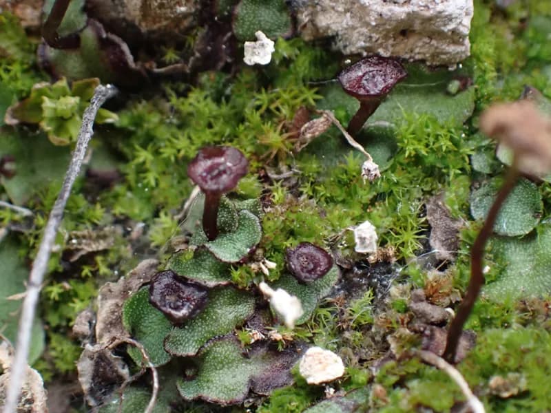 Photo of Marchantia quadrata