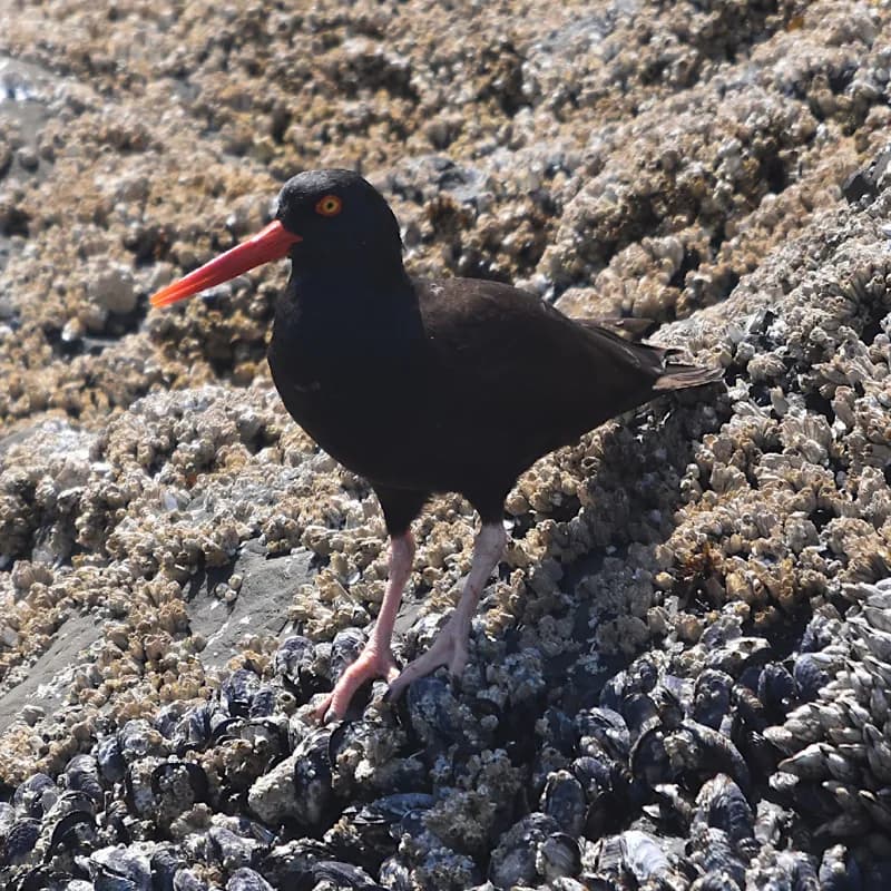 Photo of Haematopus bachmani