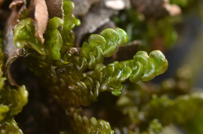 Photo of Radula brunnea