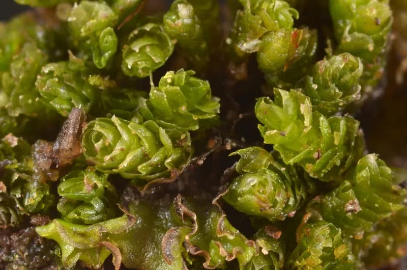 Photo of Fuscocephaloziopsis monticola