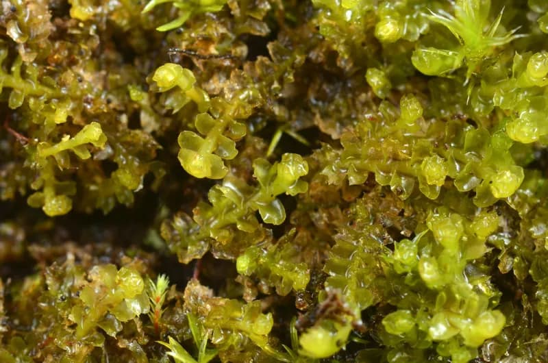 Photo of Tritomaria quinquedentata