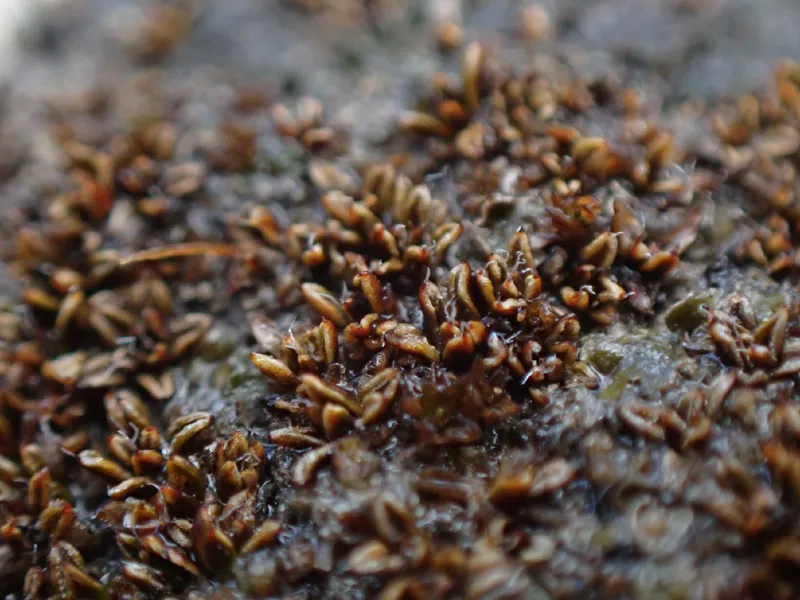 Photo of Aloina bifrons