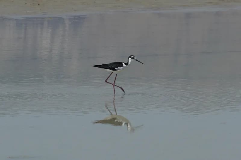 Photo of Himantopus mexicanus