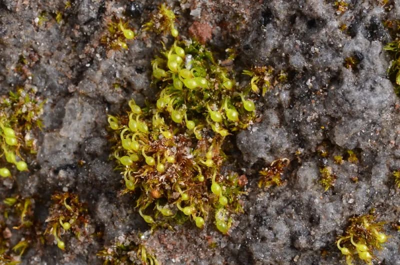 Photo of Brachydontium olympicum