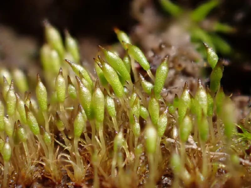Photo of Bruchia flexuosa