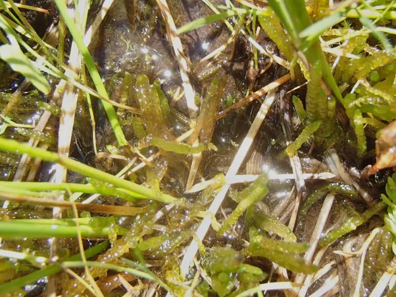 Photo of Pseudocalliergon trifarium