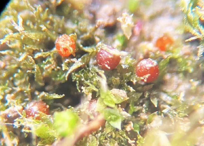 Photo of Ephemerum serratum