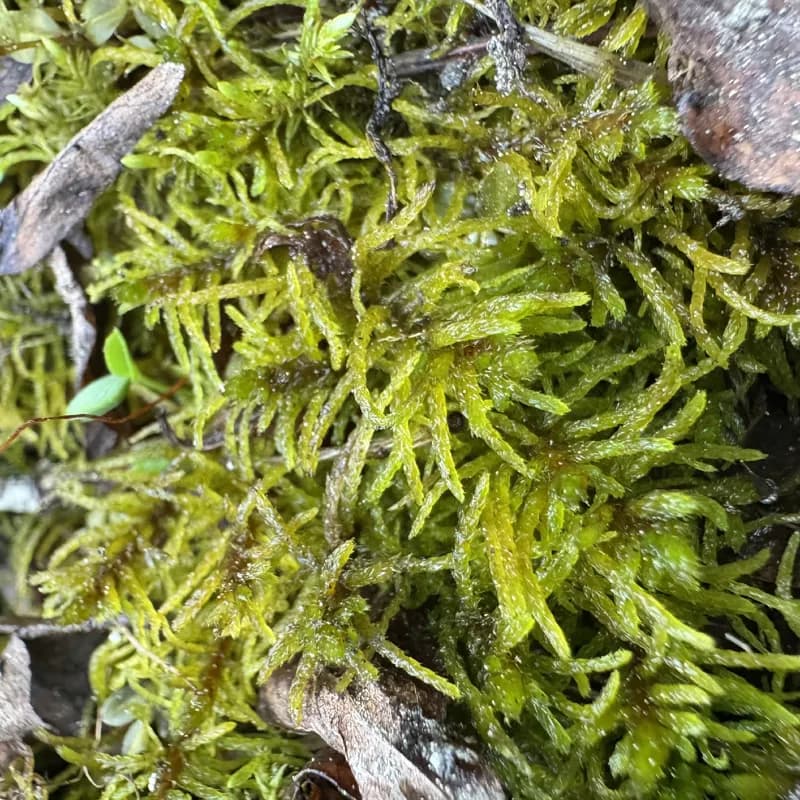 Photo of Helodium blandowii